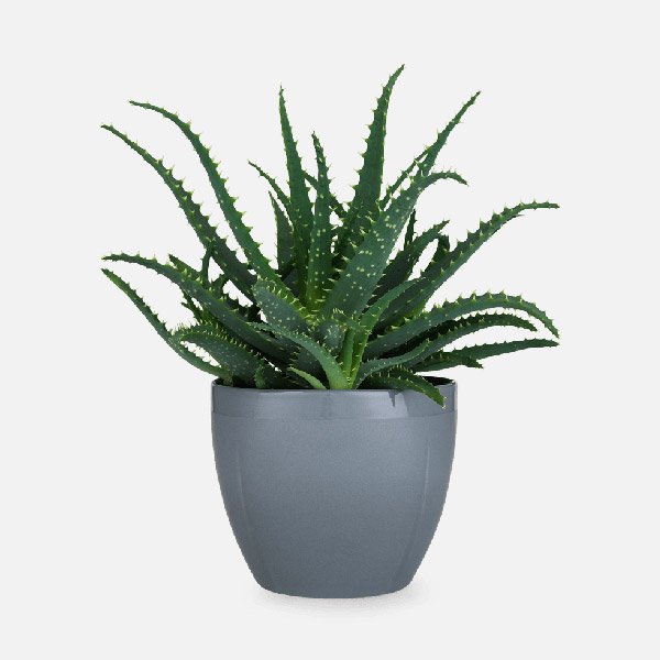 الشمعدانات الألوة